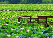 淮南：夏日邀约，共赴美景美食的盛宴