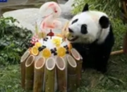 莫斯科动物园为首只在俄降生大熊猫庆祝两周岁生日：中俄友谊的“萌”动见证