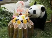 莫斯科动物园为首只在俄降生大熊猫庆祝两周岁生日：中俄友谊的“萌”动见证