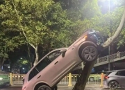 西安惊现“飞车”奇景：新能源车开上绿化带树